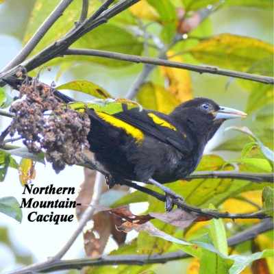 Northern Mountain-Cacique